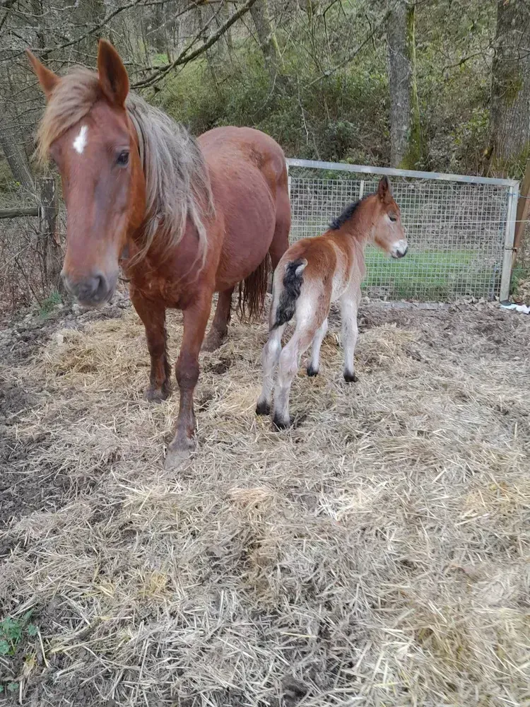 En venta Yegua con potra