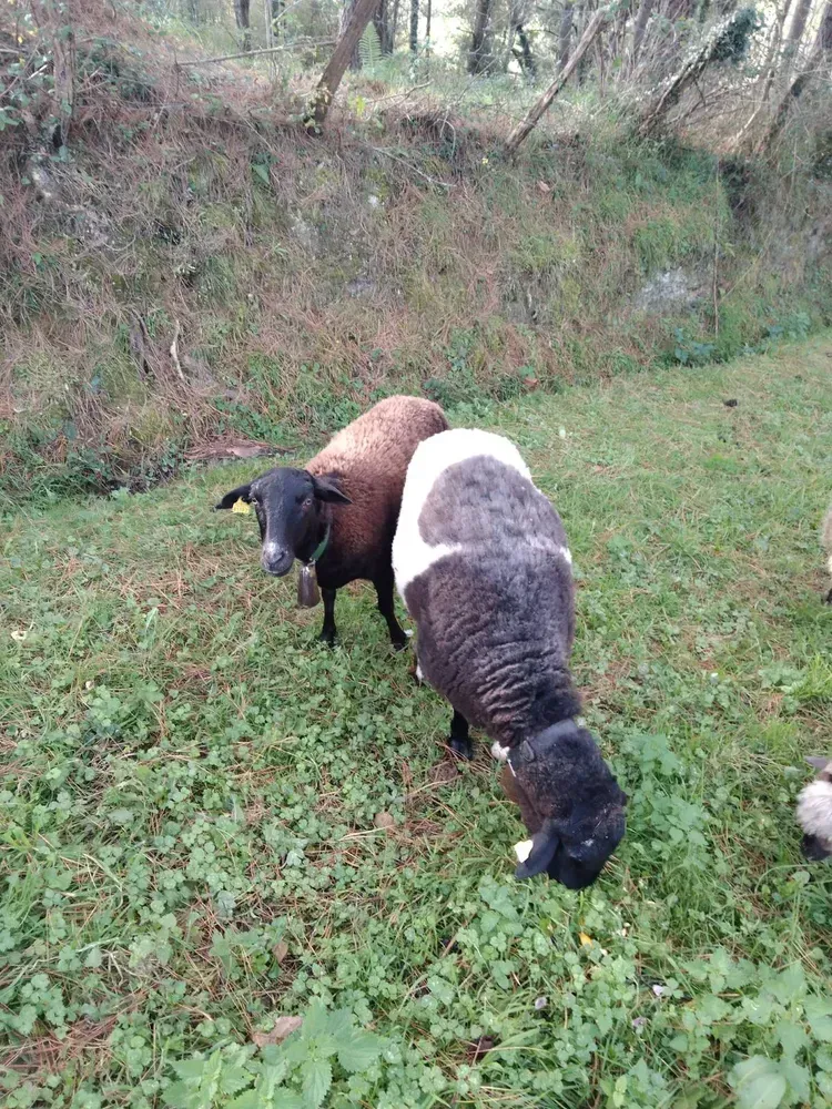 0veja  y carnero Doper