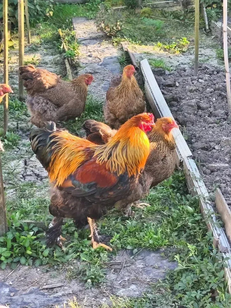 Huevos de gallina Brahma dorada mallado multiple