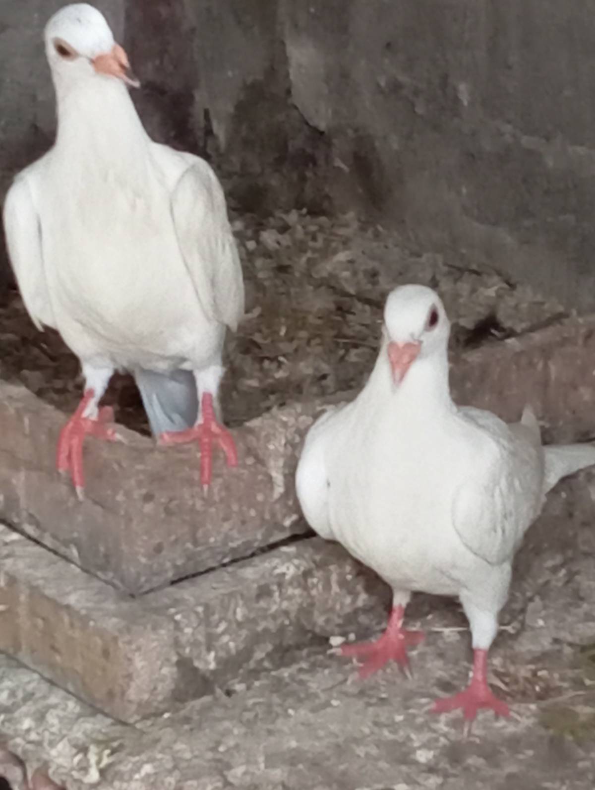 Palomas mensajeras blancas