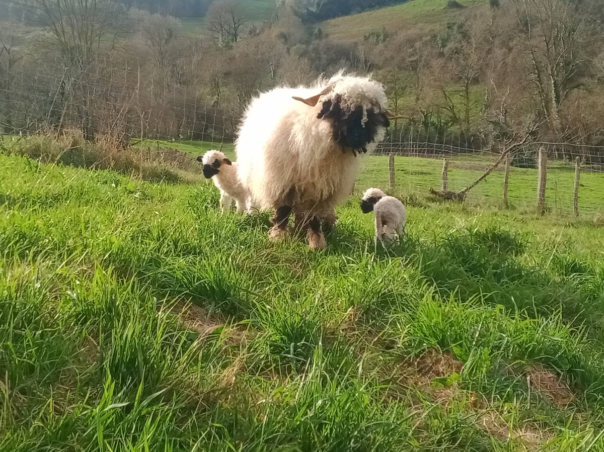 Naris Negro de Valais/ Black Nose Sheep 