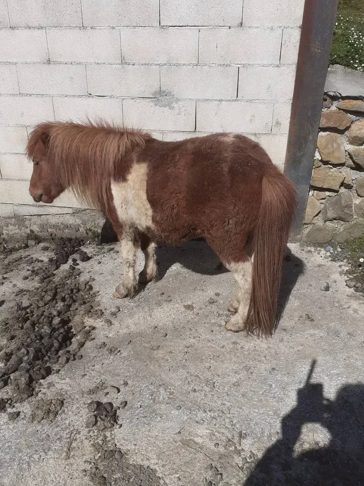Vendo pony