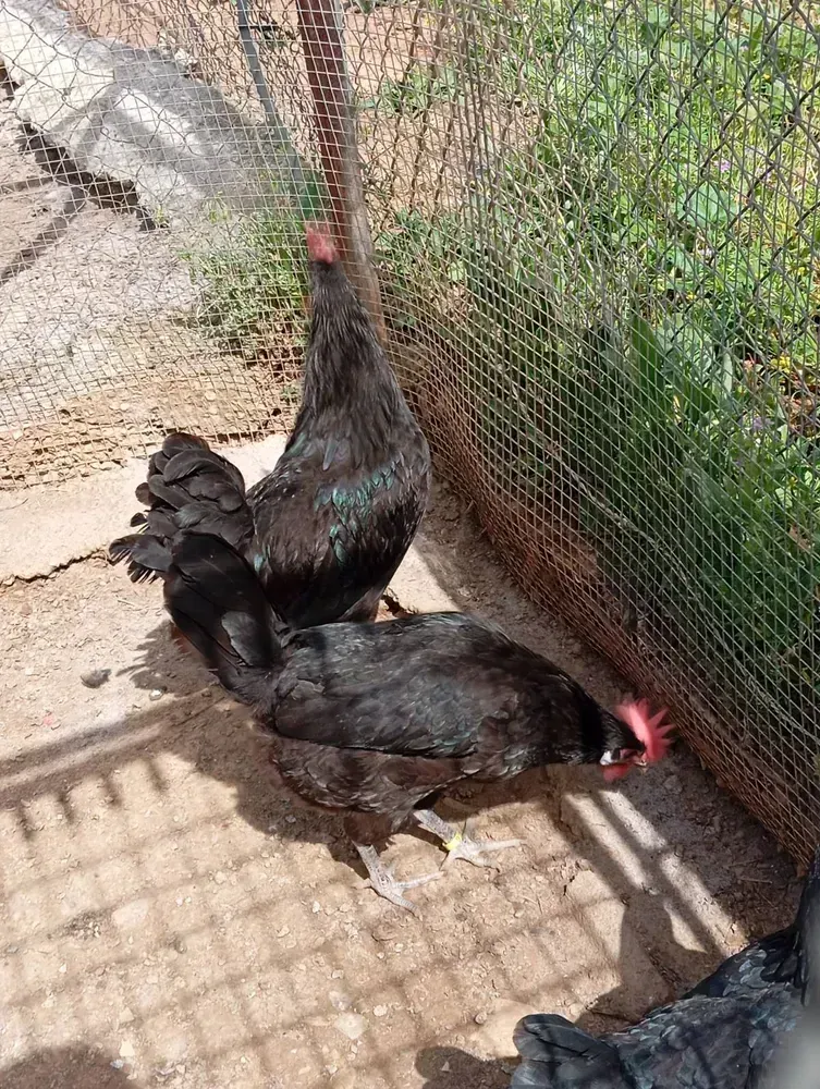 Huevos fértiles de castellana negra 