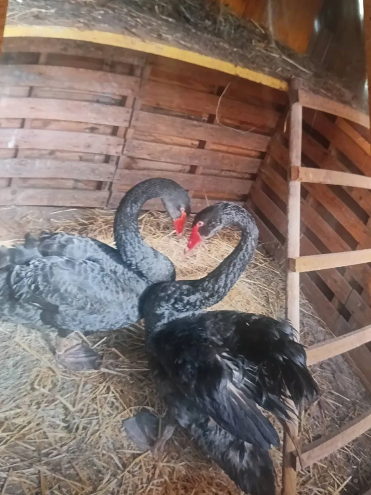 Se vende pareja de cisnes negro de 3 años 