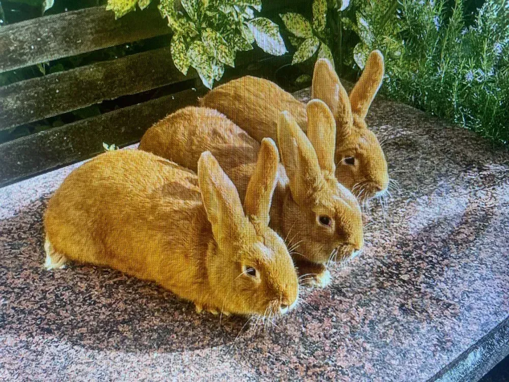 se venden conejos leonados de borgoña puros