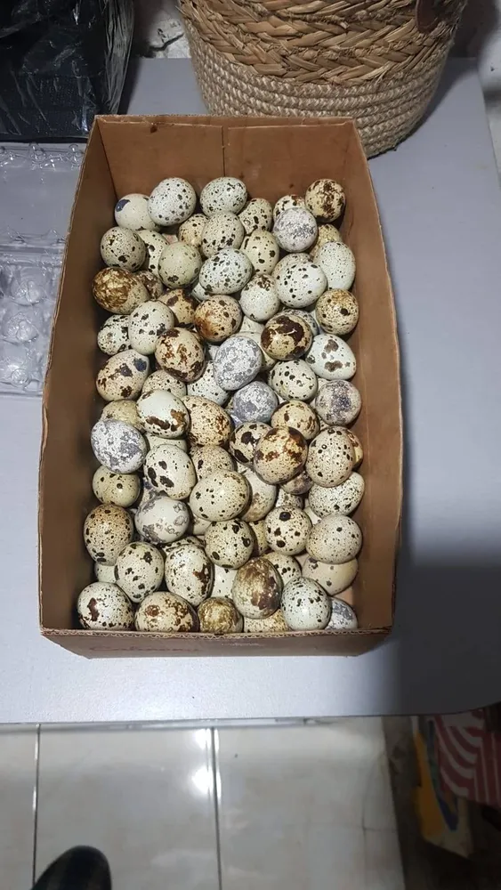 huevos fertiles de codorniz 