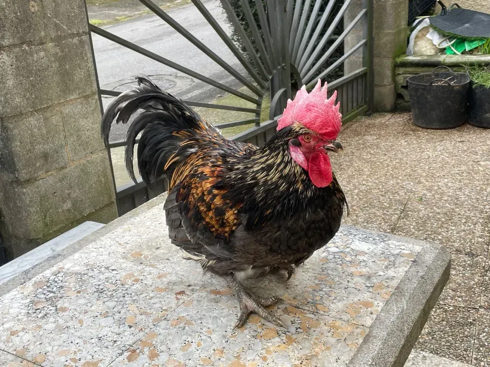 se vende gallo azul adulto