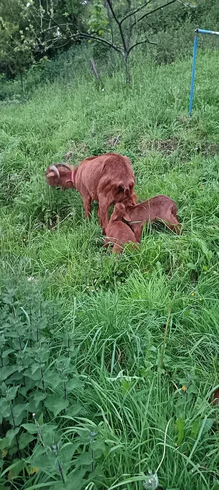 Cabra bermeya con dos hembras
