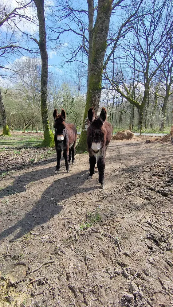 Burrico macho de 7 meses 