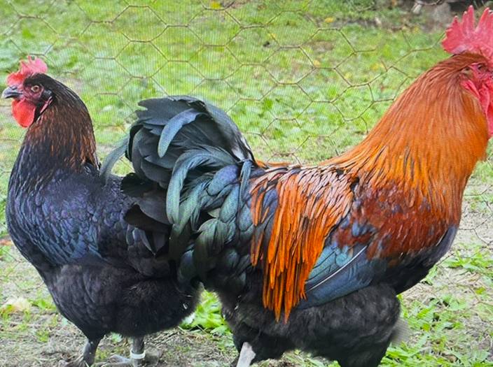 se pollitos  gallina marans