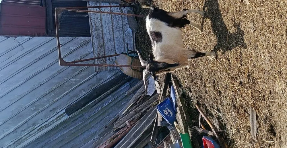 Se vende cabrito de año