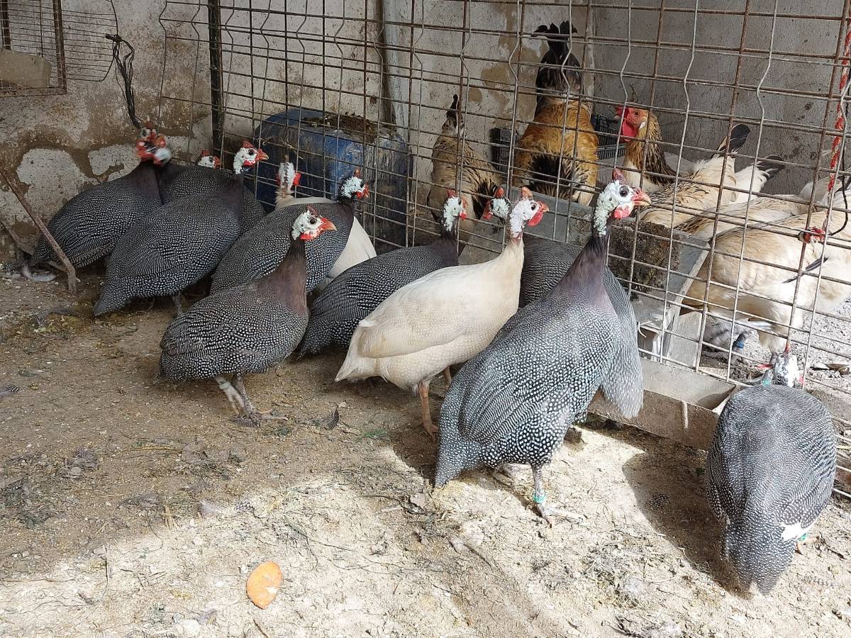 Gallinas de Guinea