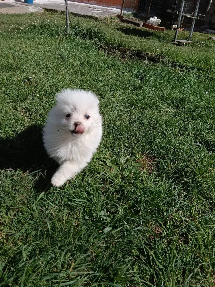 cachorro macho ponerania