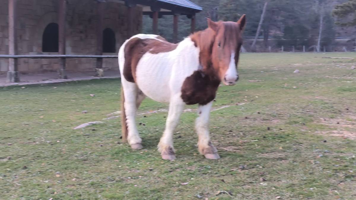 Se ofrece caballo Burguete Pinto pa cubrir 120€