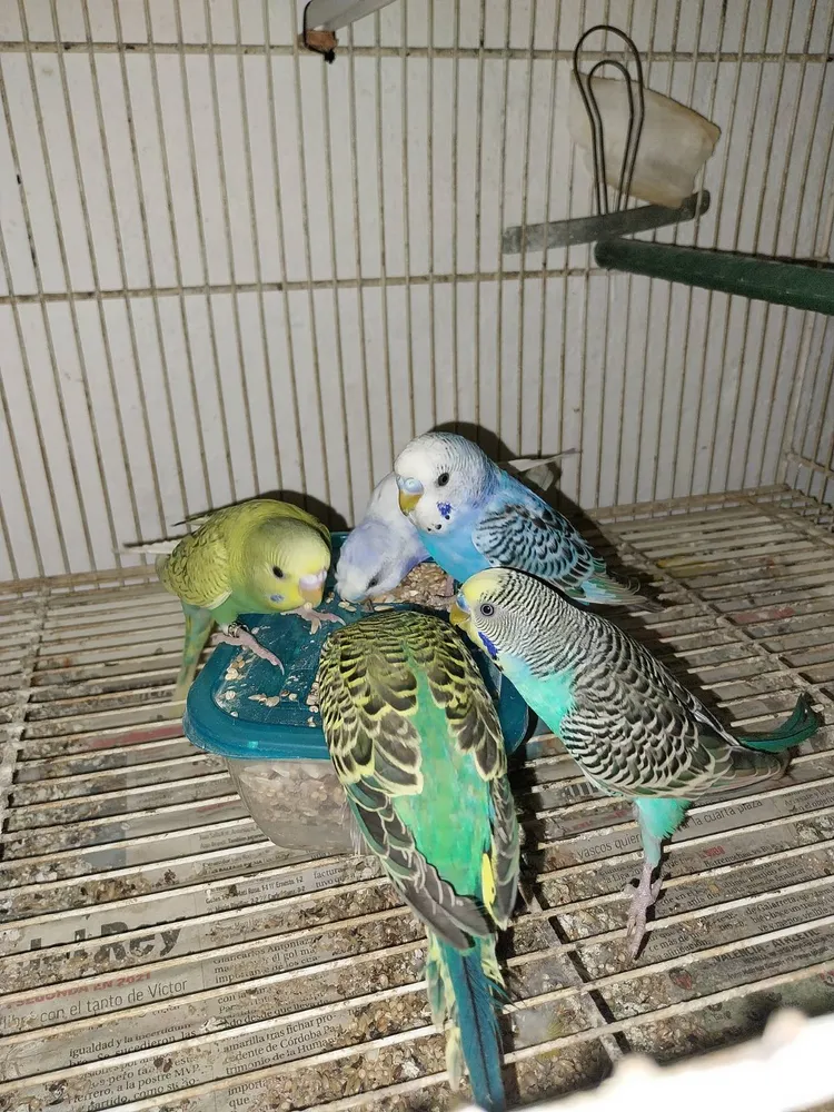 Periquitos 