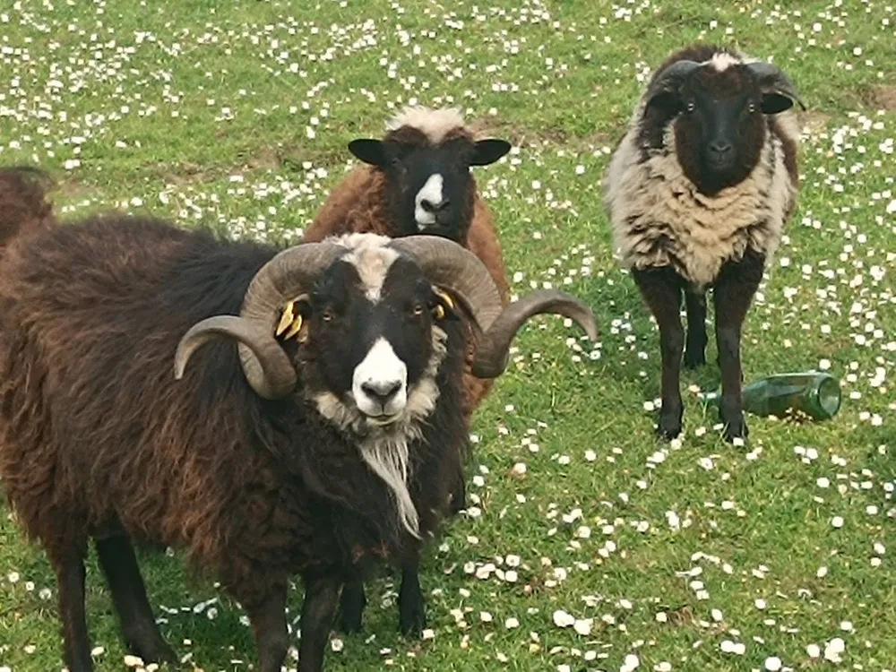 Carnero y cordero Xaldo