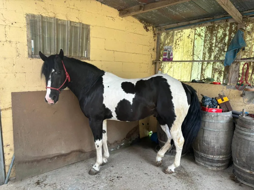 PAINT HORSE AMERICANO