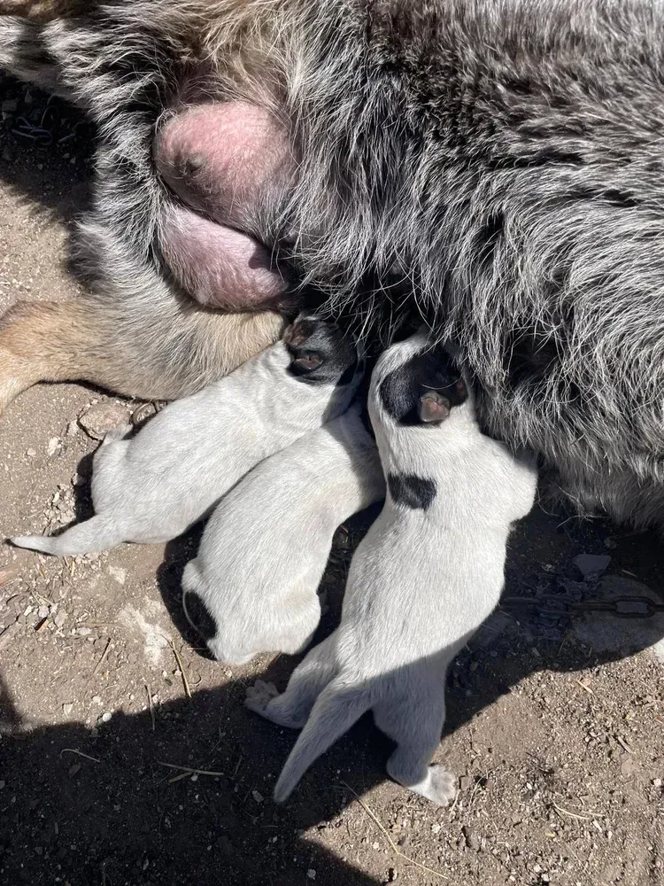 Camada pastor australiano 