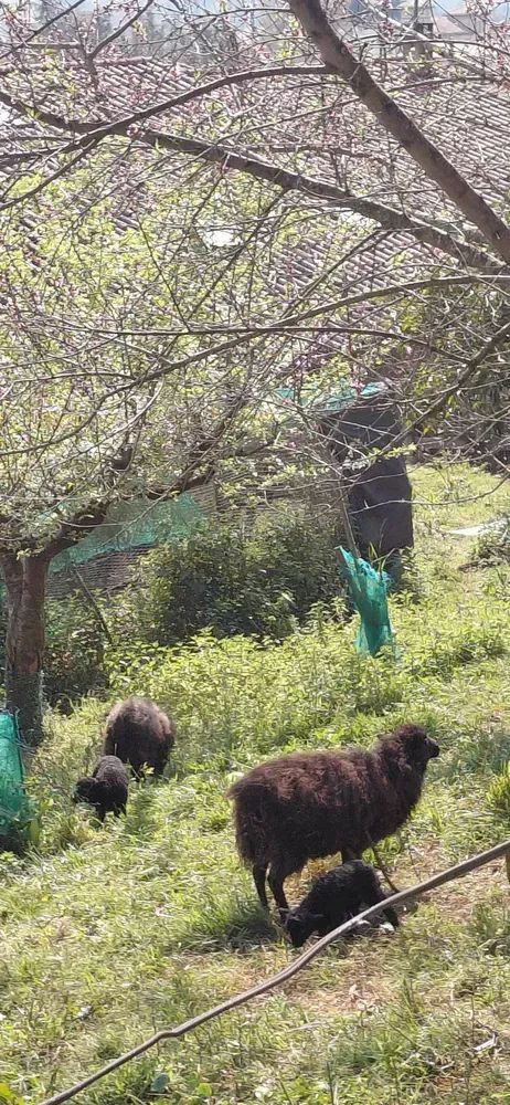 Oveja enana ouessant 