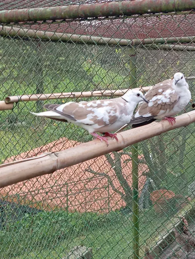 Vendo tórtolas turcas