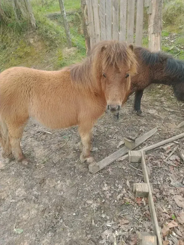 Bebe ponis 