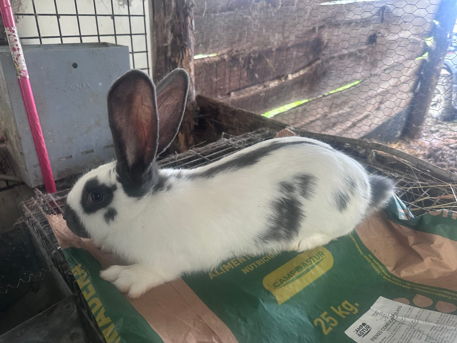 Conejos gigante mariposa