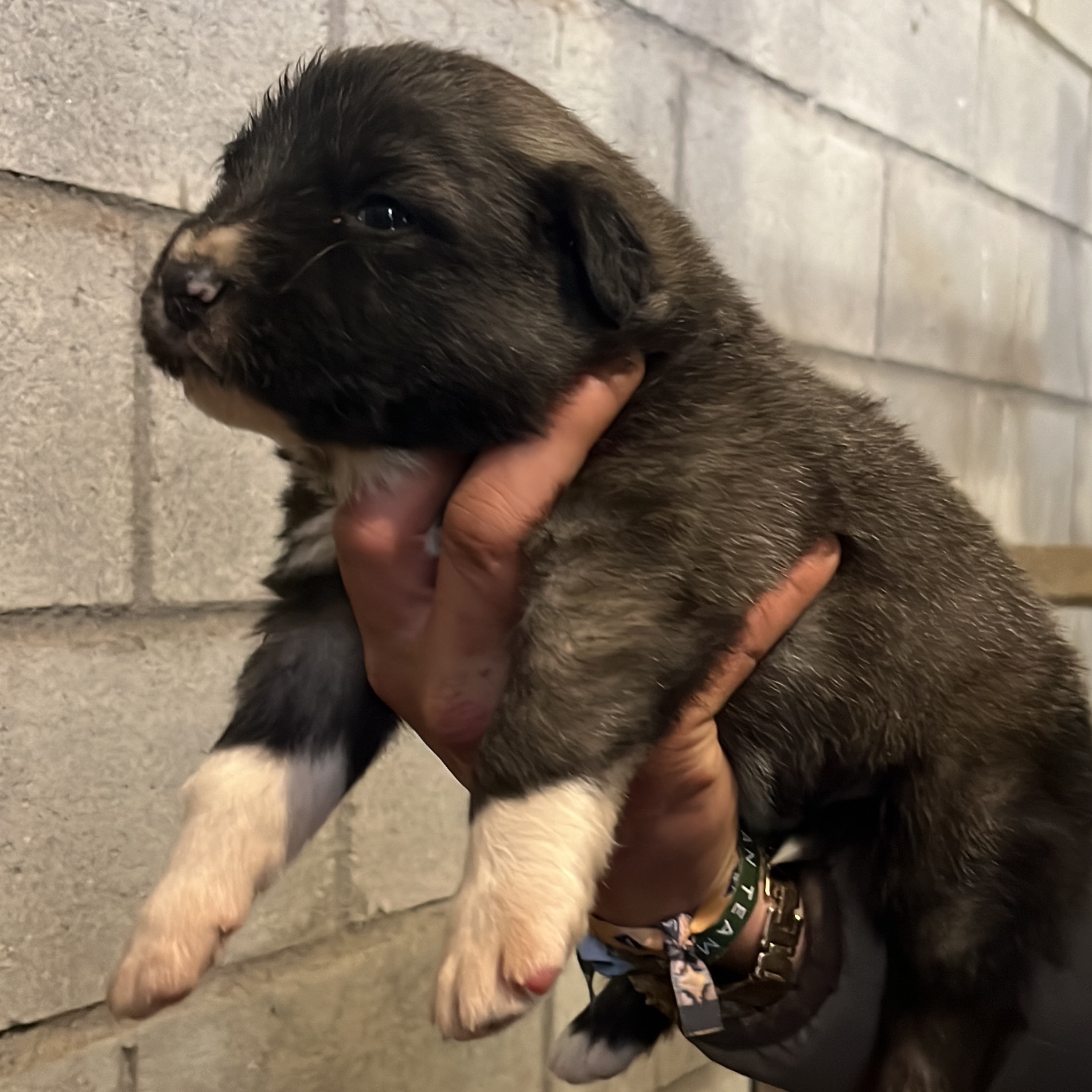  Pastor de Caucaso - imagen 1