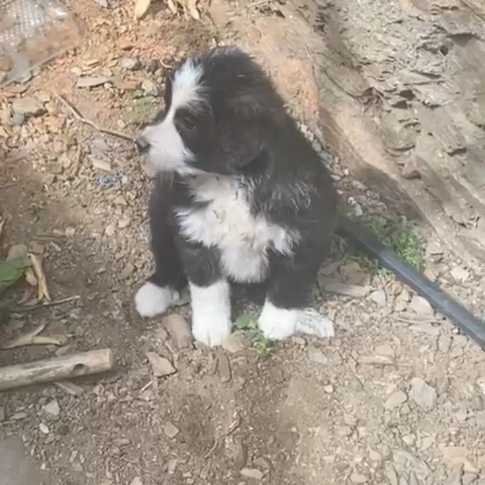 Cachorros border collie 