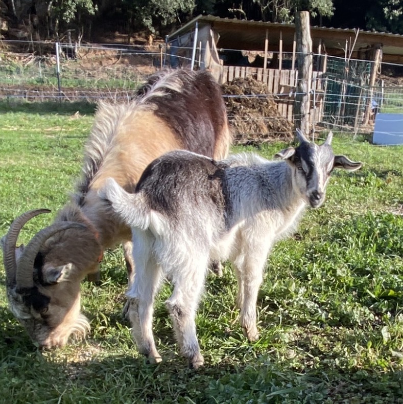 Cabrito mantrin puro 