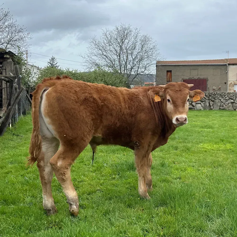 Venta de novillos Limusines con carta 