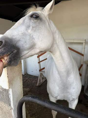 Yegua PRE - 2 años - Gran Potencial - imagen 1