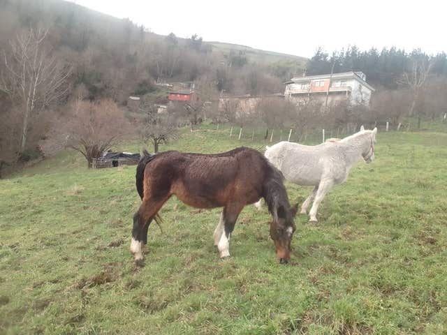 Yegua Noble Montada - 25 años - imagen 1