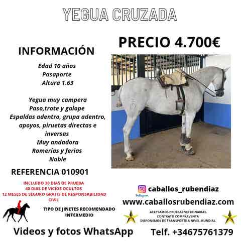 Yegua Cruzada Doma Completa - 10 años - imagen 1