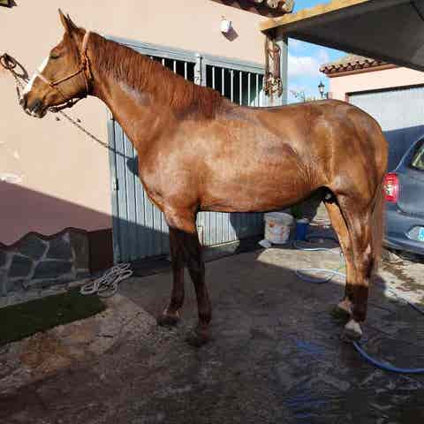 Yegua Alazana 2016 - Domada a Dos Riendas - imagen 1