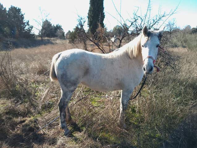 Yegua Poni de Salto - Iniciación Deportiva - imagen 1