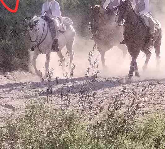Yegua Hispano-Árabe Torda - Rocío y Ferias - imagen 1