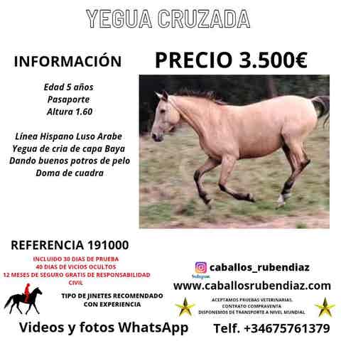 Yegua Cruzada Hispano-Luso-Árabe - 5 años - imagen 1