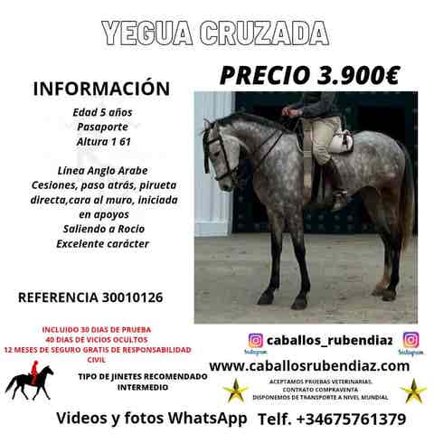 Yegua Anglo-Árabe - Apoyos y Romerías - imagen 1