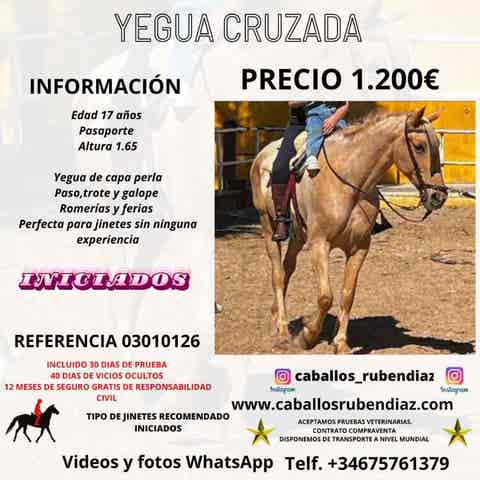 Yegua Cruzada Perla - Ideal Principiantes - imagen 1