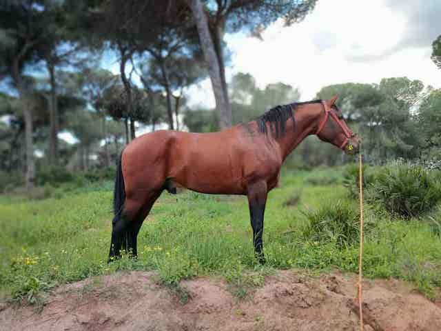 Semental Hispano-Árabe al 50% - Cubriciones - imagen 1