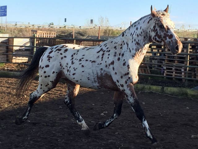 Semental Appaloosa Hungarian Sport Horse - imagen 1