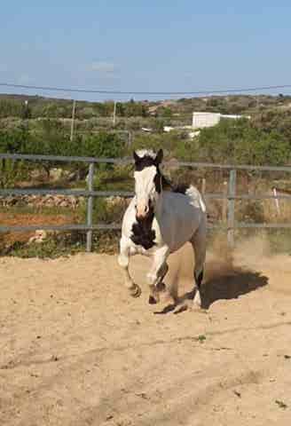 Semental Paint Horse - Registro Americano - imagen 1