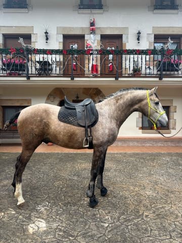 Semental Lusitano Falso Palomino - 3 años - imagen 1
