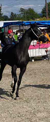 Semental Árabe Negro PRA - 2 años - imagen 1