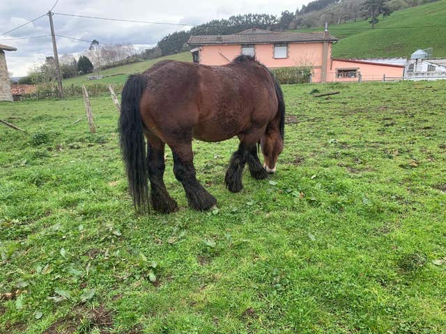 Semental Hispano-Bretón - 6 años - imagen 1