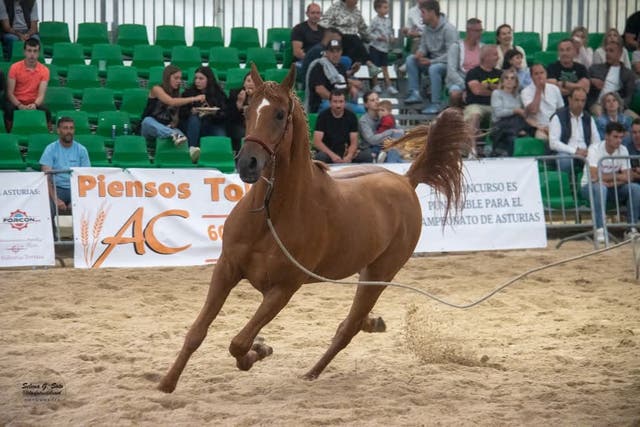 Semental Anglo-Árabe TOYA AMETS - Cubriciones 2026 - imagen 1