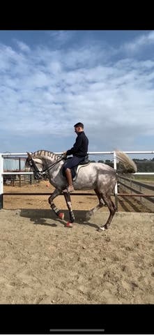 Semental CDE - Nieto de Jazz - Doma Avanzada - imagen 1