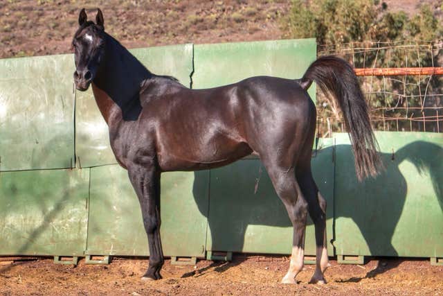 Semental Árabe - Kabir el Pilón - Tenerife - imagen 1