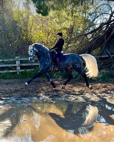 Semental PRE Africano DN - Línea Benito Sierra - imagen 1