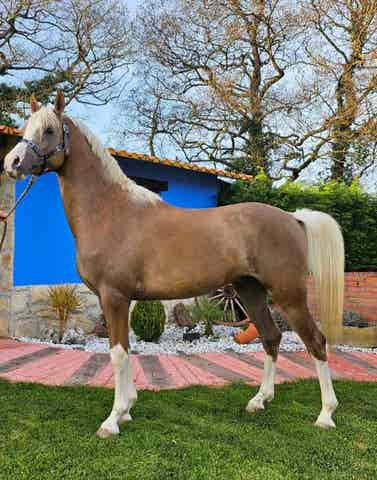 Semental Anglo-Árabe Palomino - Ksour Silver Fame - imagen 1